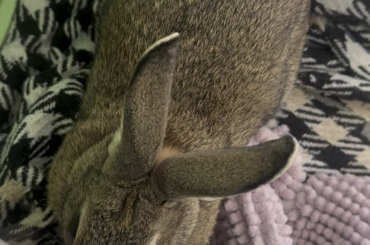 Peri trying to pull her blanket out from underneath me lol