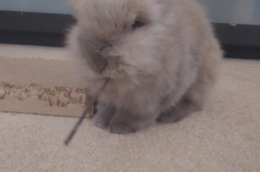 Eh... What's up doc?