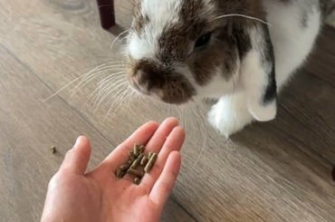 Miso eating out of my hand for the first time <3 Accidentally filmed in slow mo