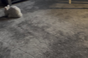 was asked to post some videos of my bun running around so here it is!