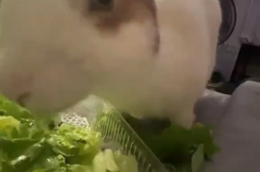 spud and his dinner