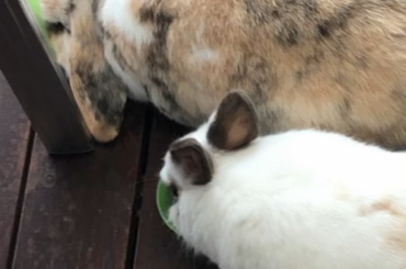 Unsatisfactory Salad