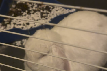 Did my bunny have a bad dream?
