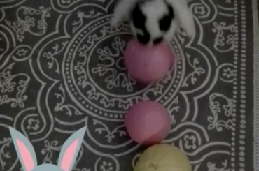 My bunny was so little in this🥹