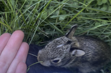 Wild bunny update