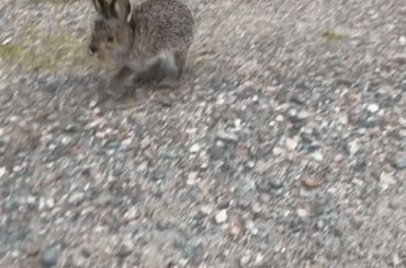 The cutest 💗 do you also have a cute rabbit?