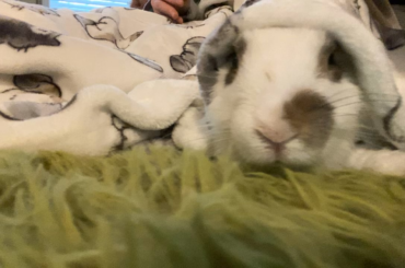 Have you ever been as snug as this bug in a rug?