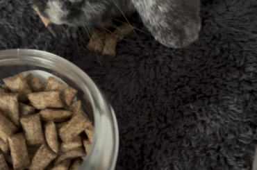 Ouch! Don’t mess with Thumper and his treats!!