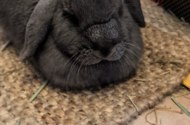 Bunbun loafing 🍞