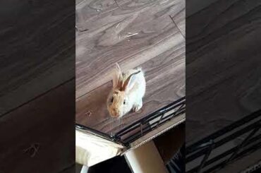 Bunny Houdini in Action – 9 Week Old Baby Bunny Makes the Great Escape 🐰