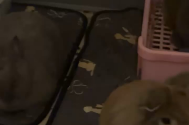 Does this behavior seem normal?