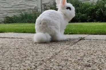 hopping around