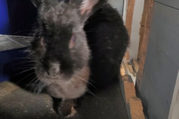 Molting season! Hot mess express!