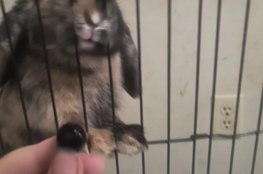 Blueberry!!
