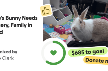 Struggling to afford Neutering surgery for my rabbit :(