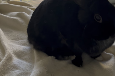 I figured out what the weird patch of fur is in Miss Tiggles side. She can no longer scratch her ear on the side where she hurt her leg so she’s just digging at her fur. What do I do to help her?