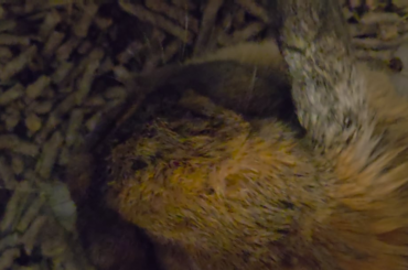 Squeaking bunny help