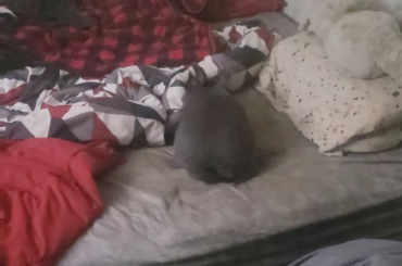 Muffin mischief