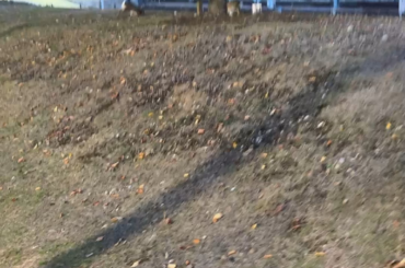 Wild buns spotted