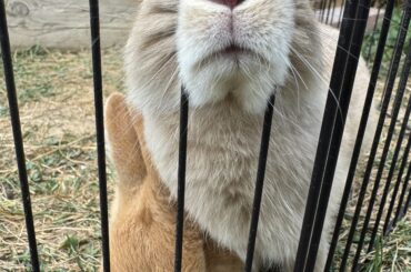 This is my cutest buns Chip and Teddy 🥰