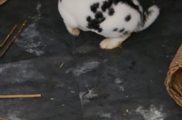 I got their weights, cleaned their cage, and gave them more outside time today!