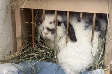 Tofu chewed through his hay feeder and got stuck🤣
