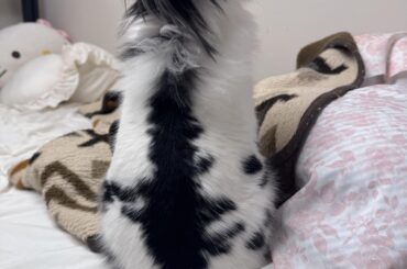 help!! my bunny could die