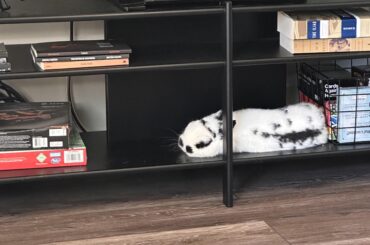 Sleepy boi in his favorite spot