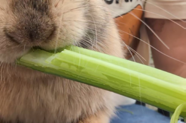 Pancakes' first taste of celery