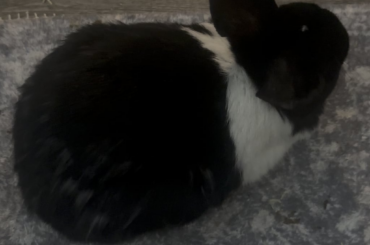 Is this normal breathing?