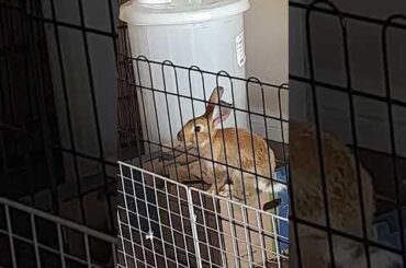 Bunny: “I got this.” Reality: boink