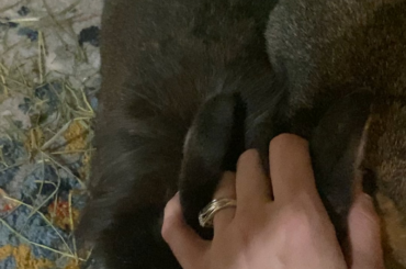 How to pet 2 rabbits at once