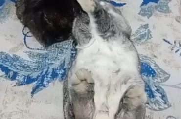Freshly-cleaned rug means extreme happiness wiggles!