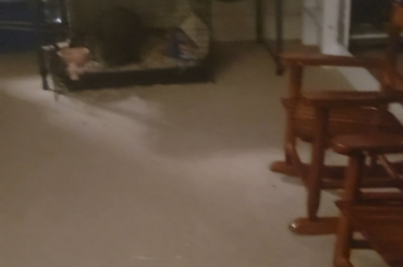 Zoomies!