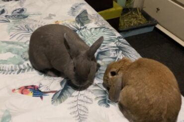 should i continue trying to bond my rabbits?