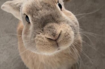 My sweet lil bunbun