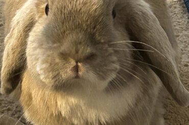 Boop my lop.