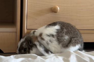 The chances of a bunny killing you are low…