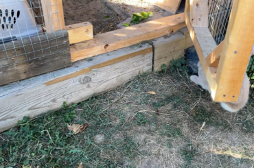 Bunny zoomies!