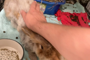 280p Rabbit (sheared)