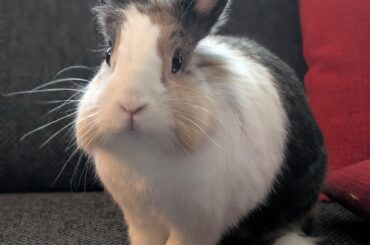 I made a picture of my bunny Sam and she started posing