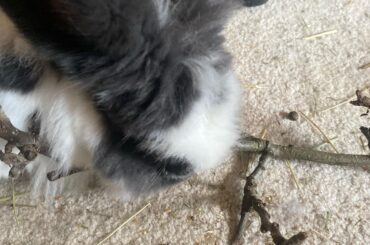 The best time of the year is apple tree pruning for Mr spot