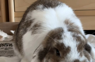 Miso eating spinach asmr 🥬