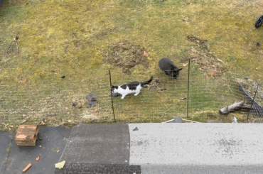 Our bunny is chasing her furiend / our cat😂