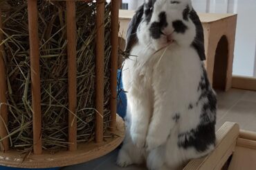 "Hooman, all the good hay's gone."