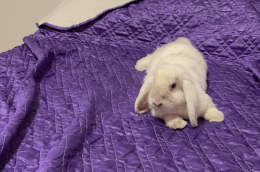 Zoomies