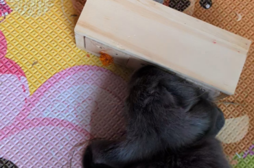 How do you all keep your bunnies entertained and satisfy their never ending curiosity?