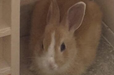 Loafing