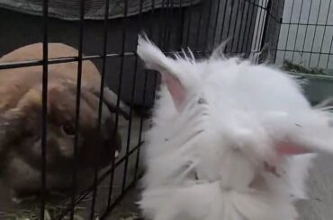 Meet mochi and coffebean