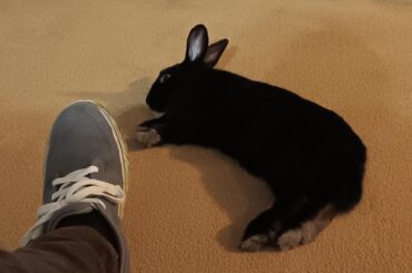Moon likes to sprawl out haha
